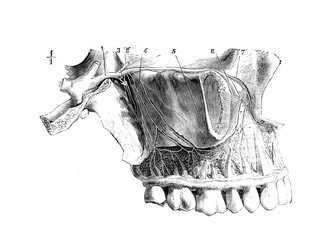 Superior maxillary nerve with its dental branches in the old book D'Anatomie Chirurgicale, by B....