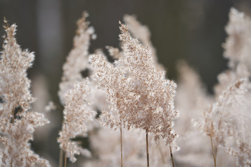 Close up Picture of dry seed heads of common reed grass, Phragmites australis, large perennial grass found in wetlands throughout temperate and tropical regions of the world, growing in Czech republic