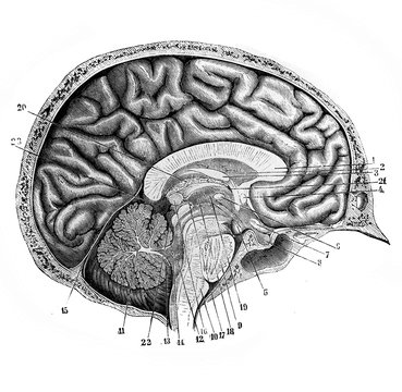 Brain from the side in the old book D'Anatomie Chirurgicale, by B. Anger, 1869, Paris