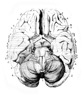 Brain from the bottom in the old book D'Anatomie Chirurgicale, by B. Anger, 1869, Paris