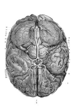 Structure of brain in the old book D'Anatomie Chirurgicale, by B. Anger, 1869, Paris