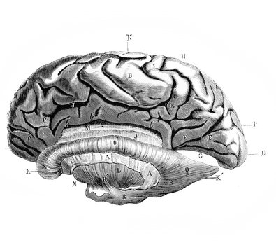 Brain from the side in the old book D'Anatomie Chirurgicale, by B. Anger, 1869, Paris