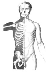 Anterior vertebral region in the old book D'Anatomie Chirurgicale, by B. Anger, 1869, Paris