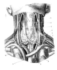 Vein of the subhyoid region of the neck in the old book D'Anatomie Chirurgicale, by B. Anger, 1869, Paris © wowinside