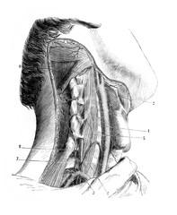 Lower thyroid artery and deep cervical on the neck in the old book D'Anatomie Chirurgicale, by B. Anger, 1869, Paris © wowinside