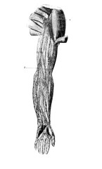 Lymphatics of the upper limb of the arm in the old book D'Anatomie Chirurgicale, by B. Anger, 1869,...