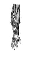 Forearm arteries in the old book D'Anatomie Chirurgicale, by B. Anger, 1869, Paris