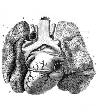 Heart and large vessels and lungs (back side) in the old book D'Anatomie Chirurgicale, by B. Anger, 1869, Paris