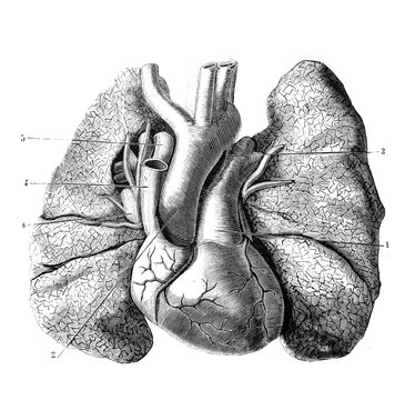 Heart and large vessels and lungs (front side) in the old book D'Anatomie Chirurgicale, by B. Anger, 1869, Paris
