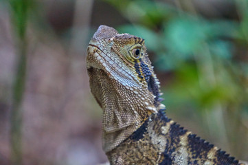 Lizard