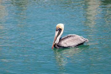 Pelican in the sea in Florida keys, USA