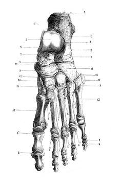 Left side foot in the old book D'Anatomie Chirurgicale, by B. Anger, 1869, Paris