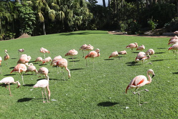 group of pink flamingos