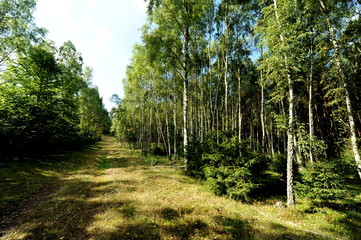 Obraz premium Birkenwald zwischen Hintersee und Glashütte