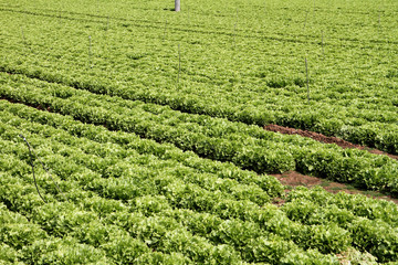 Agriculture - Intensive cultivation of lettuce in a field with sandy soil to facilitate water drainage