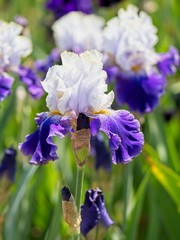 Multi-colored irises