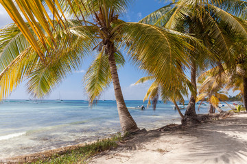 Fototapeta na wymiar Tropical paradise with palm trees near the beach during bright sunny day in Punta Cana, Dominican Republic