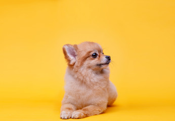 Portraite of cute fluffy puppy of pomeranian spitz. Little smiling dog lying on bright trendy yellow background. Free space for text.