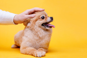 Portraite of cute fluffy puppy of pomeranian spitz. Female hand stroking little smiling dog on bright trendy yellow background. Free space for text.