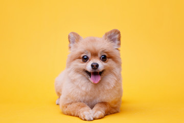 Portraite of cute fluffy puppy of pomeranian spitz. Little smiling dog lying on bright trendy yellow background. Free space for text.