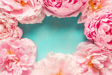 Frame made of pink peony flowers on blue background. Flower composition. Top view with copy space. Flat lay