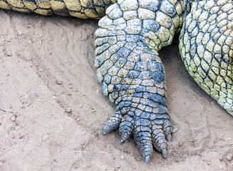Front paw of the right crocodile close-up.