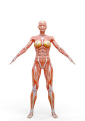 muscle woman standing up in white background