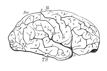 Scheme of brain, from a side in the old book The Encyclopaedia Britannica, vol. 1, by C. Blake, 1875, Edinburgh