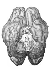 Base of brain in the old book The Encyclopaedia Britannica, vol. 1, by C. Blake, 1875, Edinburgh