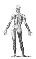 Fototapeta premium Muscles of the human in the old book The Encyclopaedia Britannica, vol. 1, by C. Blake, 1875, Edinburgh