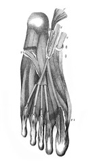 Muscles of the foot in the old book The Encyclopaedia Britannica, vol. 1, by C. Blake, 1875, Edinburgh