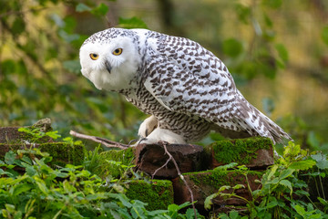 Snow owl close-up view