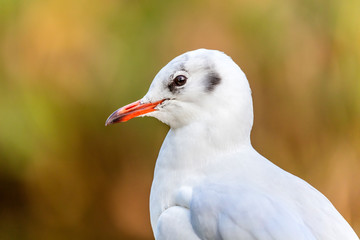 sea gull bird on background, close up
