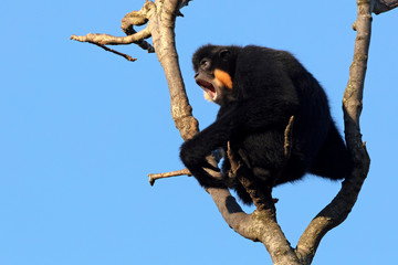 Close up view of yellow cheeked Gibbon monkey