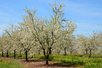 Fototapeta na wymiar Verger de mirabelliers en fleurs au printemps en Meurthe-et-Moselle, Lorraine, France