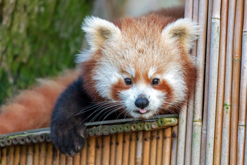 Red panda on tree in zoo, close up