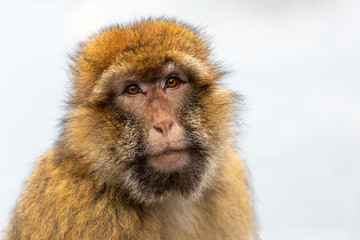 Young Barbary macaque on background,close up