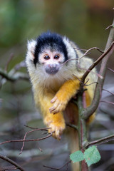Squirrel monkey portrait close-up view
