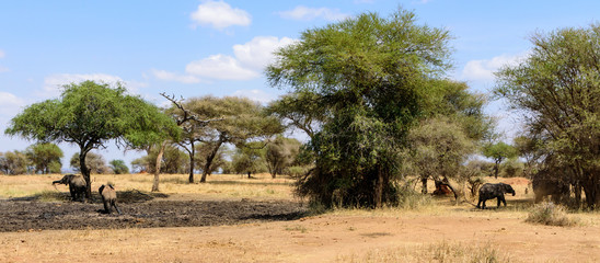 African elephants (Loxodonta africana) in a African savanna with umbrelle acacias