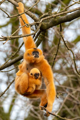 close image of a Yellow Cheeked Gibbon monkey mother with baby in the forest