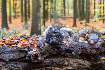 funny cute fluffy Dutch Sheepdog outdoors