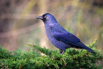 close-up of a black bird with colorful background