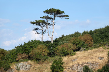 Bäume am Kullaberg in Schweden