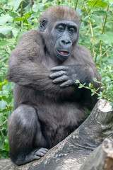 A young gorilla animal close up