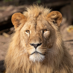 A beautiful young male lion portrait view