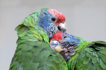 close up of wild colorful red-tailed Amazon parrots