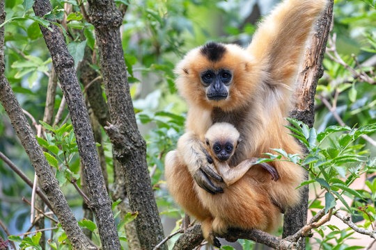close image of a Yellow Cheeked Gibbon monkey mother with baby in the forest