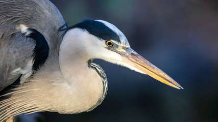 Close up portrait of a Grey heron