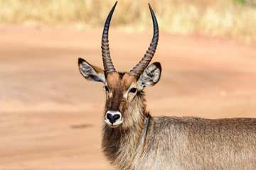 Portrait of a Bushbuck (Tragelaphus scriptus) in Tarangire NP