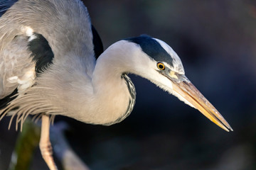 Close up portrait of a Grey heron